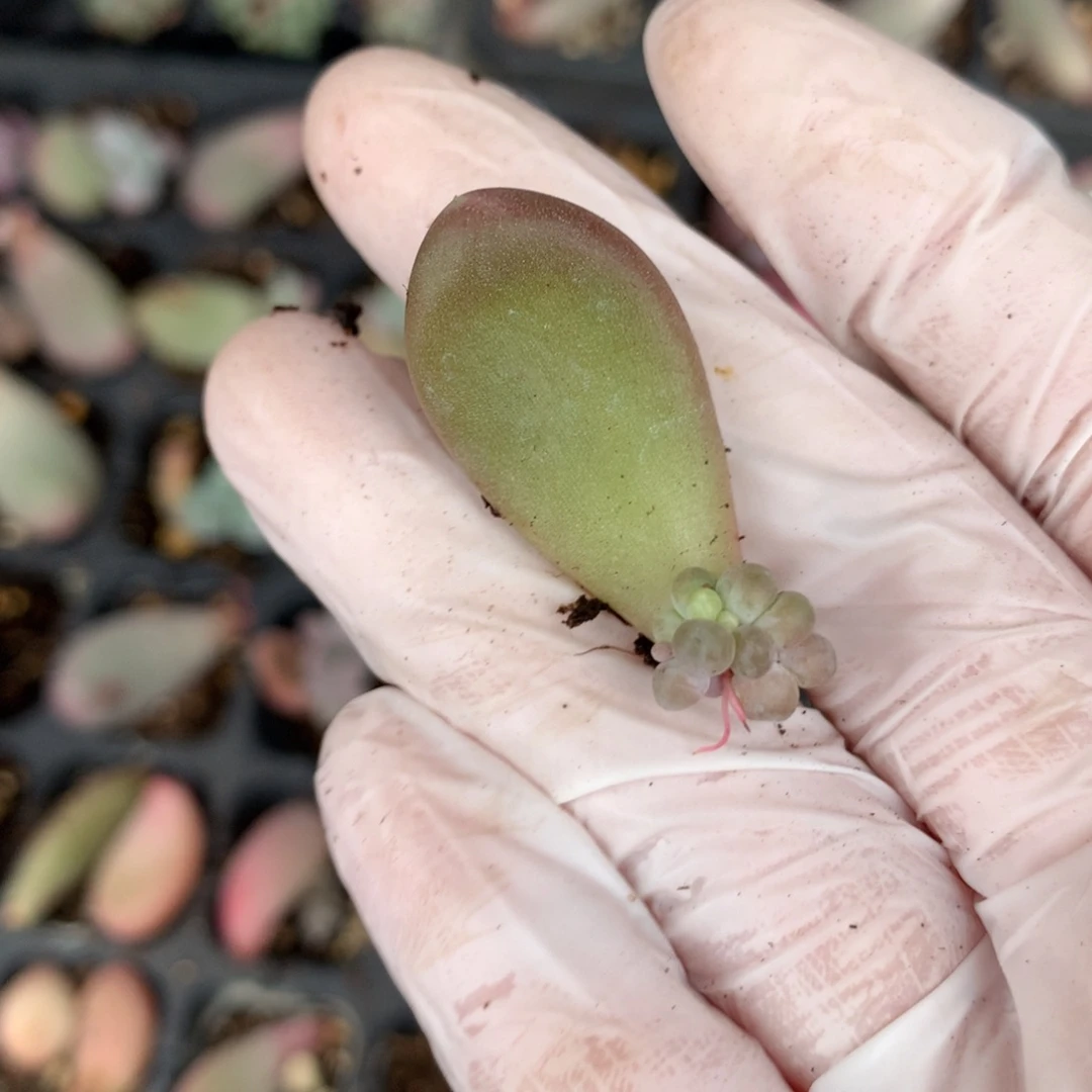 芒果奶多肉239多头