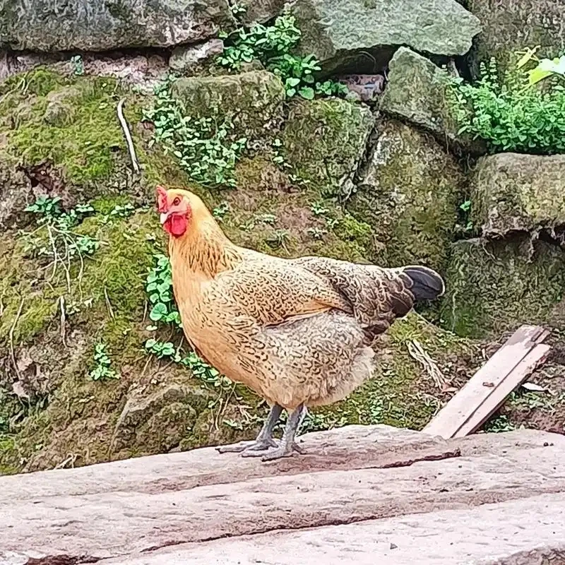 庄河农村散养老母鸡