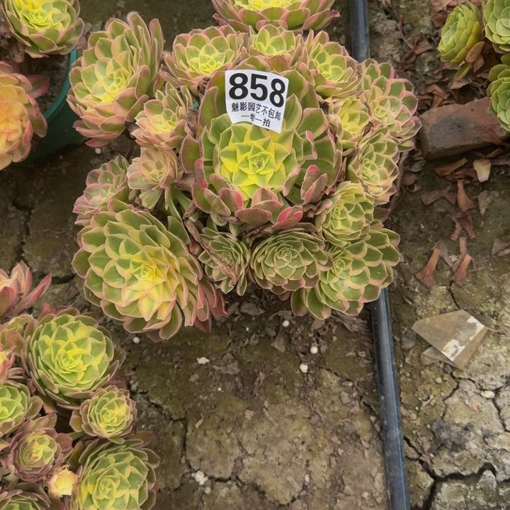 玉芙蓉花27-35花花花