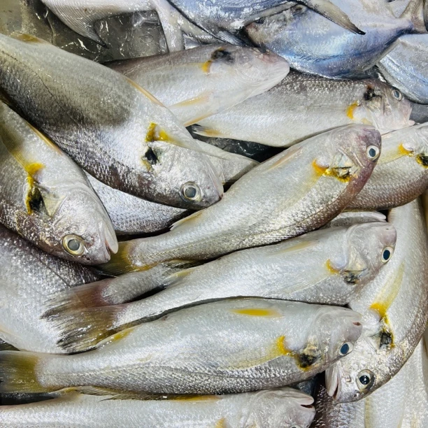 海钓白古鱼2条400-500克默 认宰杀