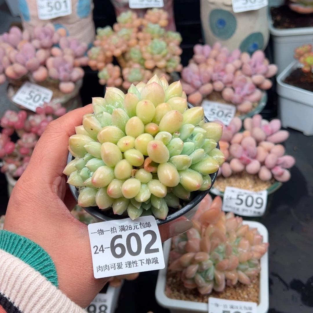 星空美人多肉多肉多肉