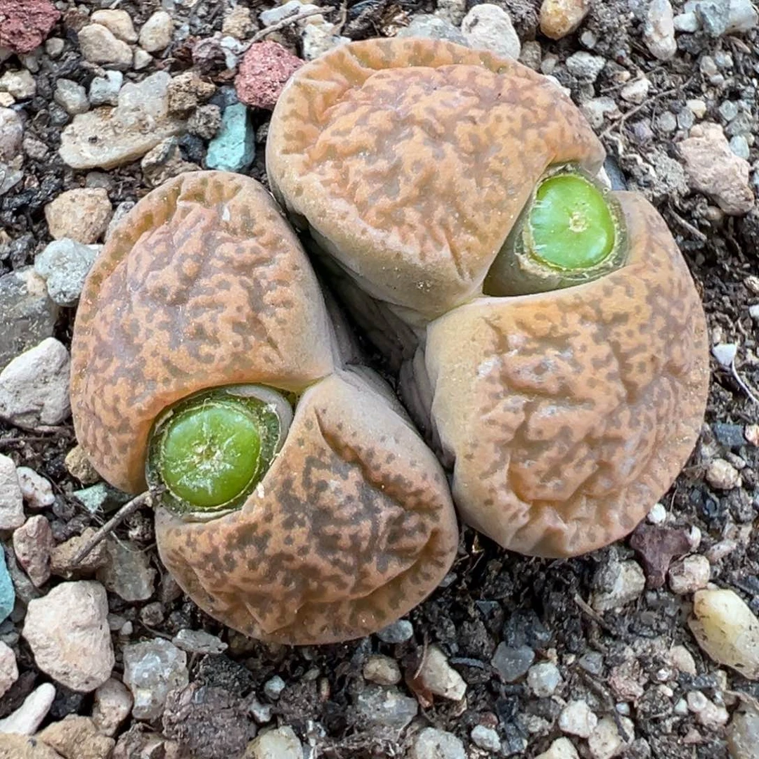 转***_10.18好看的多肉脱土发货