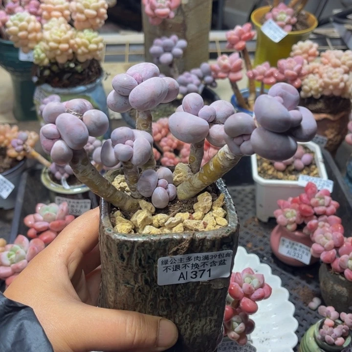 371 芭比奶酪 烟美人12 厘米