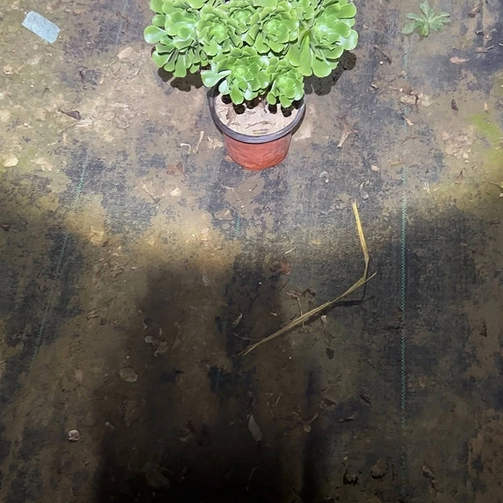 不包侧枝一物一拍67