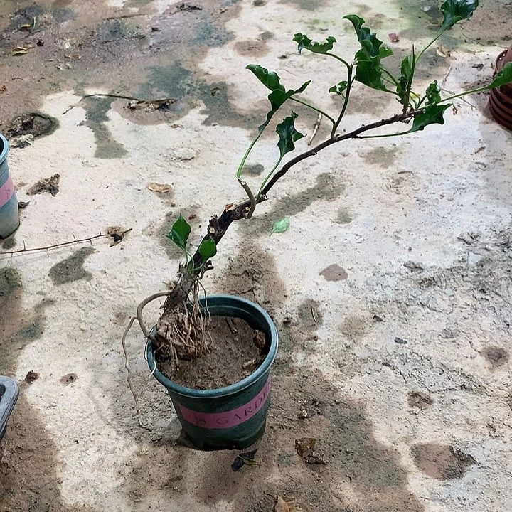 当前无花栽培后可以开花根艺蒙红