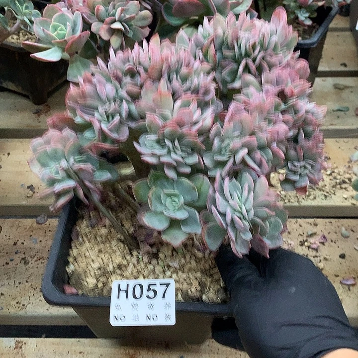 霞光缀化  非偏远38包邮节后发货请联系