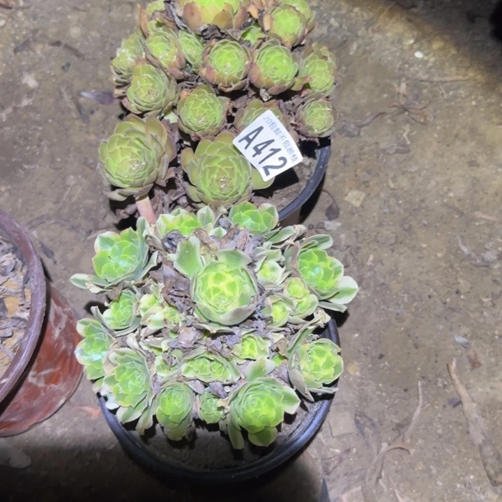 两颗。不包断枝……多肉植物