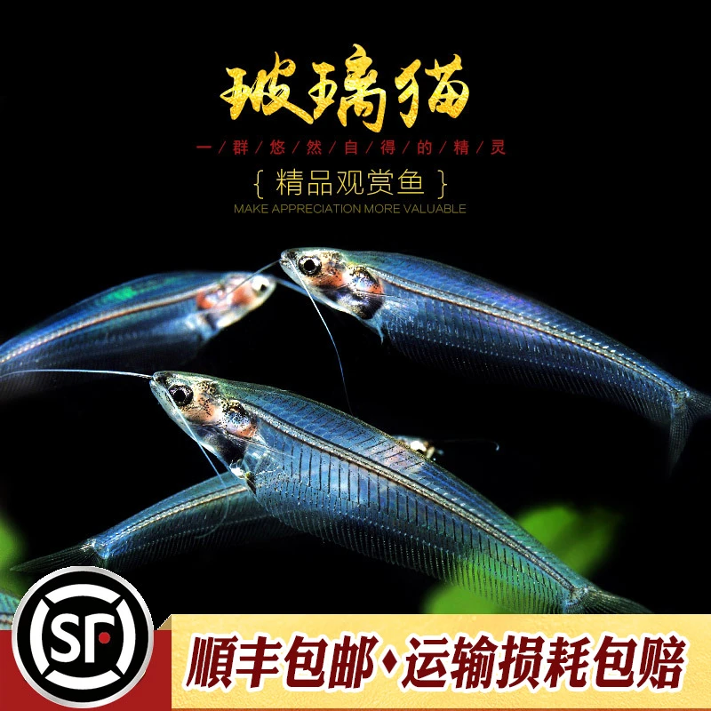 玻璃猫热带淡水草缸箱观赏活体宠物蓝三线透明幽灵猫鱼群游小型鱼