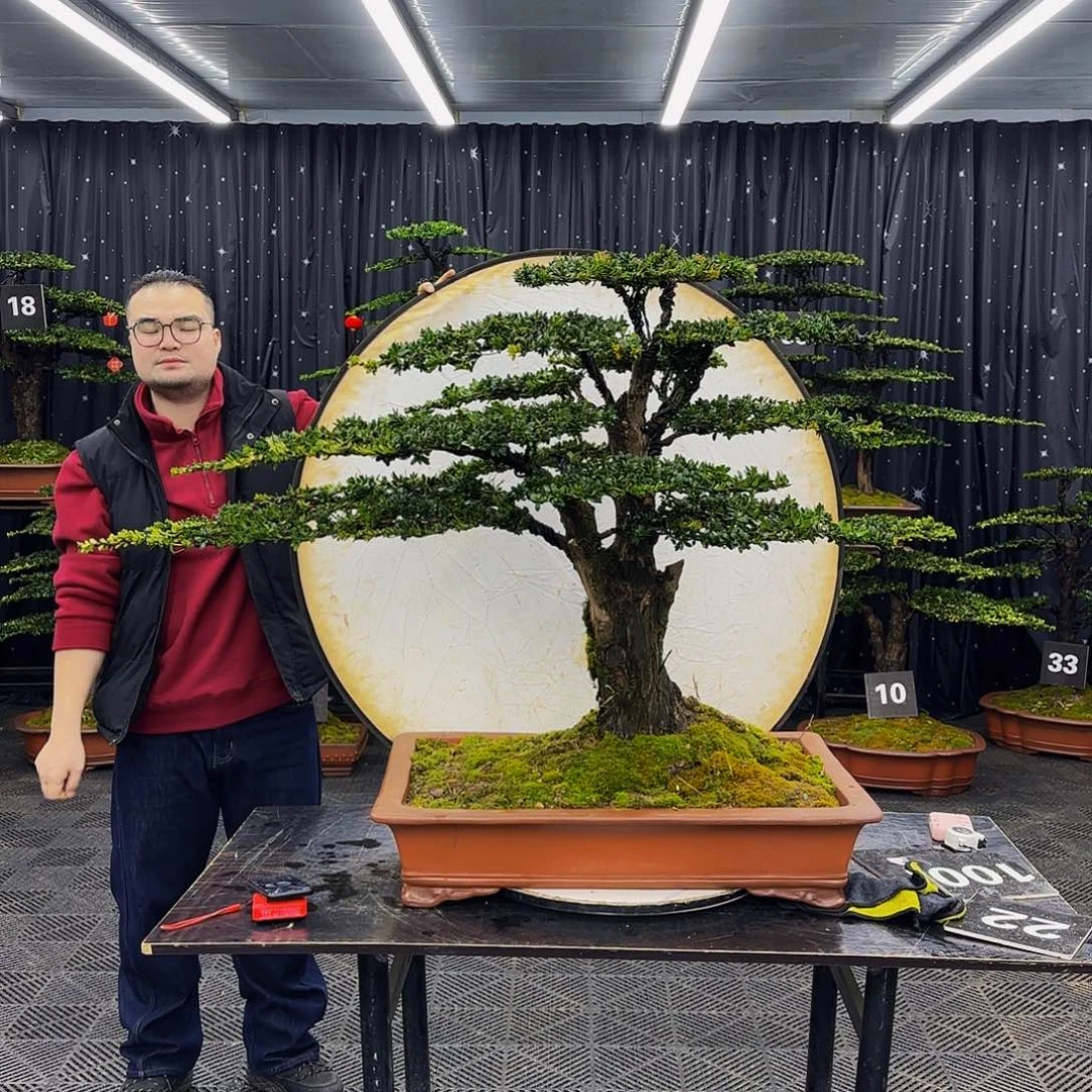 红芽罗汉松高端造型盆景用****7