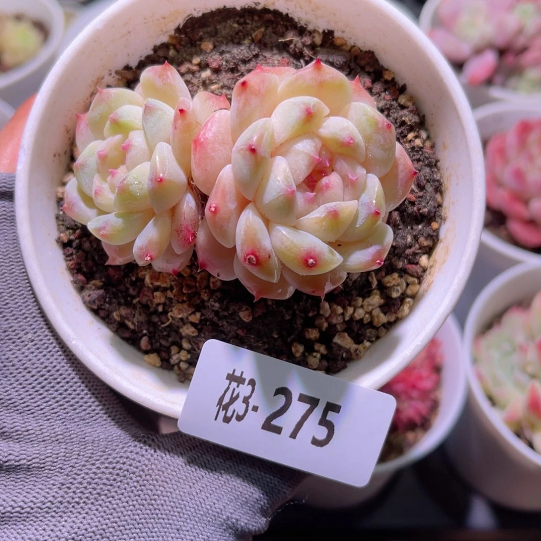 花03-275秘境冰魄