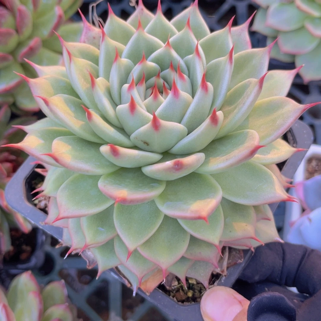 托斯卡内利12.5公分99999999