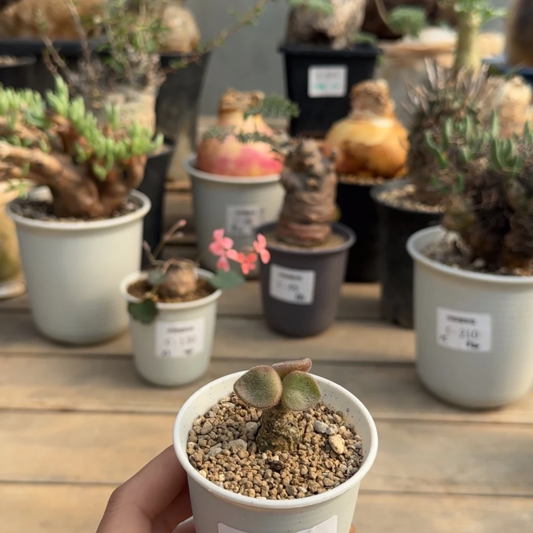 164薛辉圣塔满50包邮