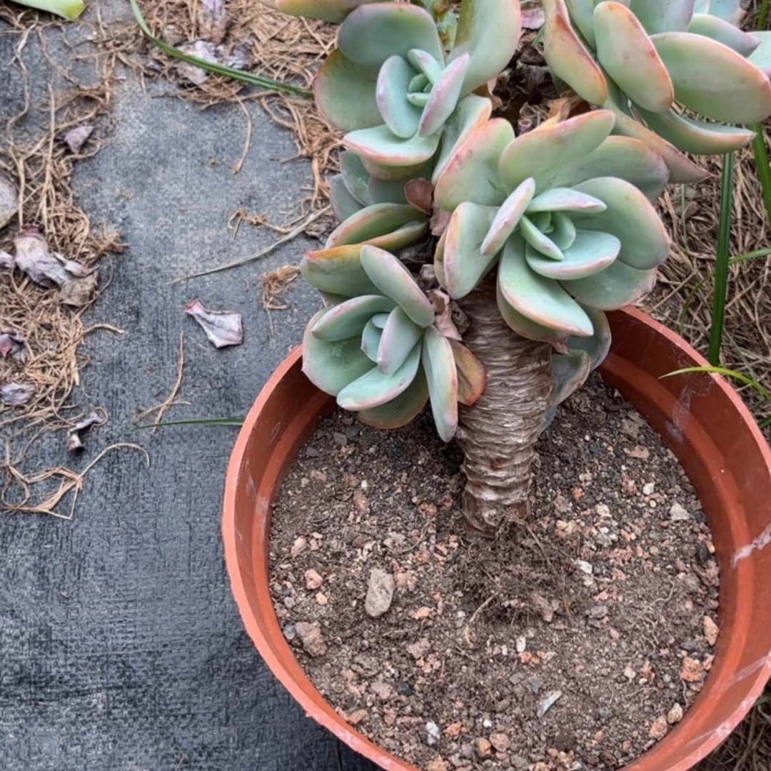 【闪购商品】无花朵【**】