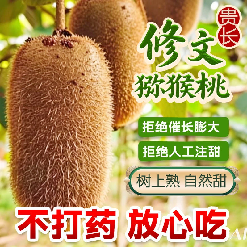 【12枚】猕猴桃香甜软糯绿心奇异果