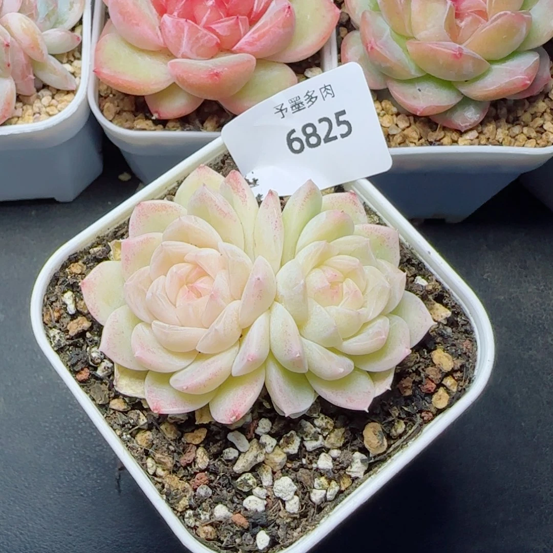 孤月珍妮，6825多肉植物