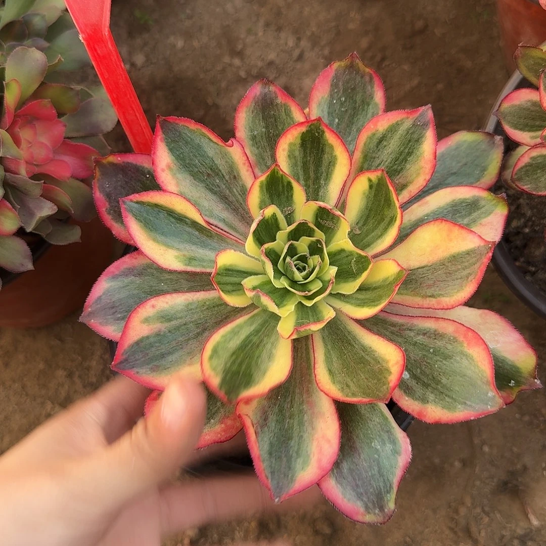 4161魅影多肉法师