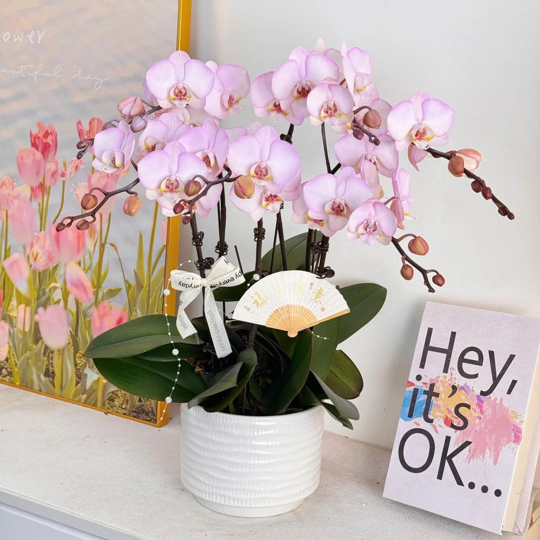妗画【花仙子】半花 半花苞橙色优雅高贵系列蝴蝶兰 好养基地直发