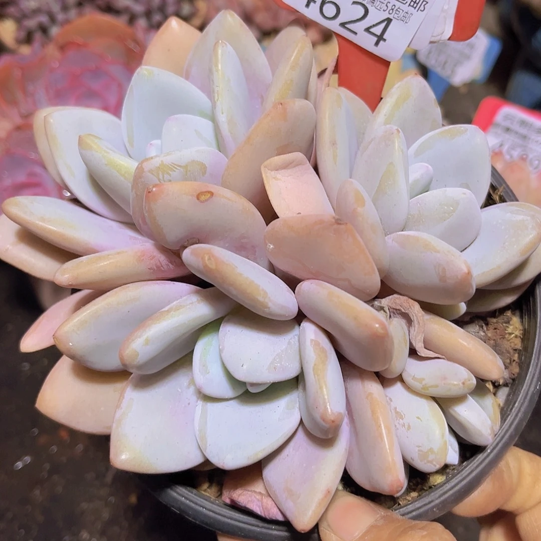 4624粉兔多肉植物