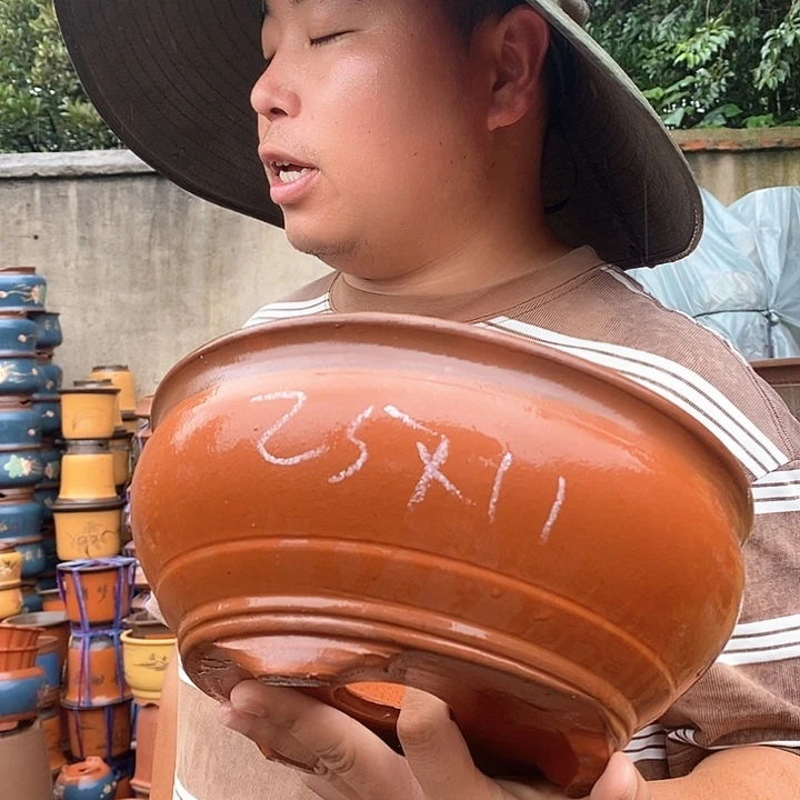 紫砂花盆盆栽植物种植