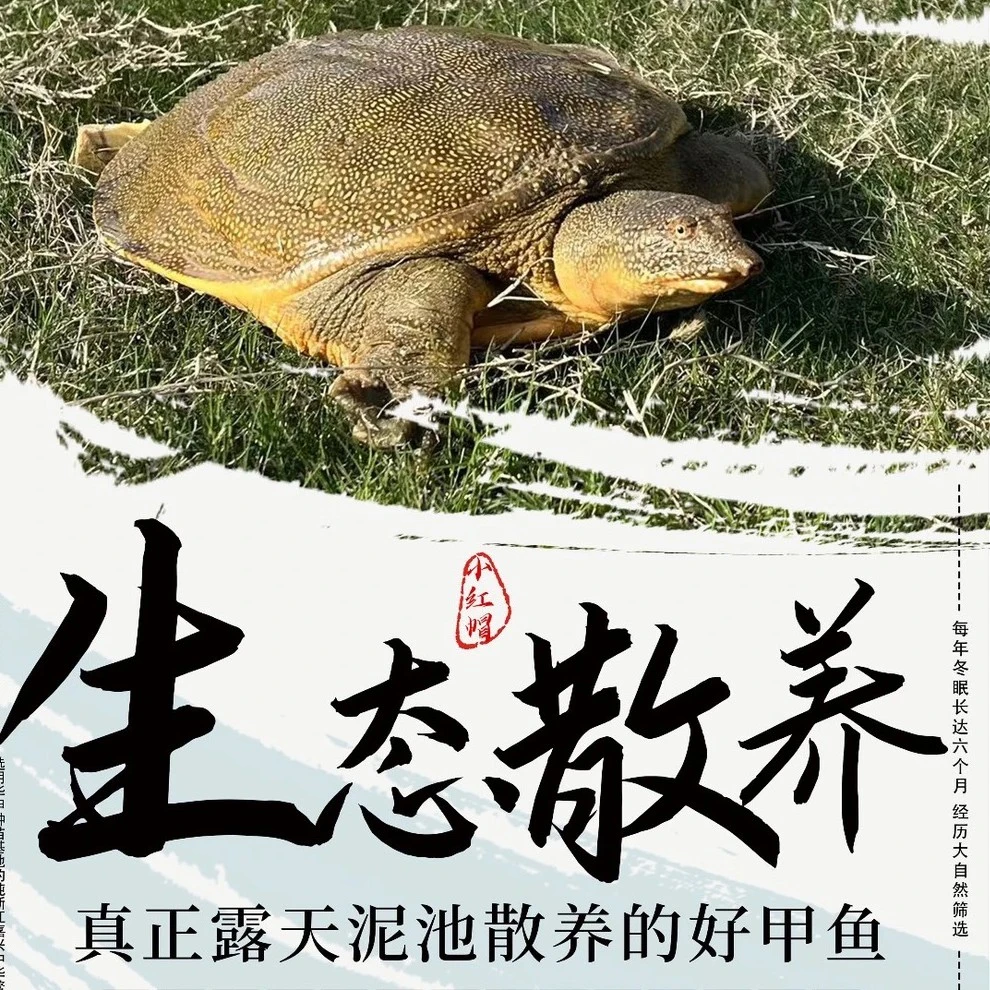 【组合装】生态甲鱼公鳖青黄外塘散养鲜活精选鲜活包赔放养食用