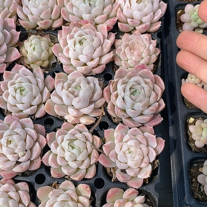 56 多肉植物盆栽花卉植物