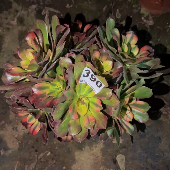 390香妃多肉植物不售后