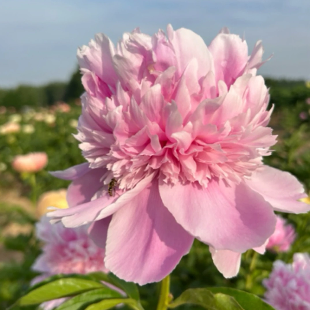 【蓝富士】菏泽重瓣芍药花苗带芽种根耐寒花卉适合庭院阳台四季栽植