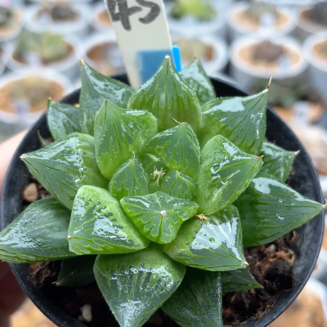 45巨大灯芯玉露。