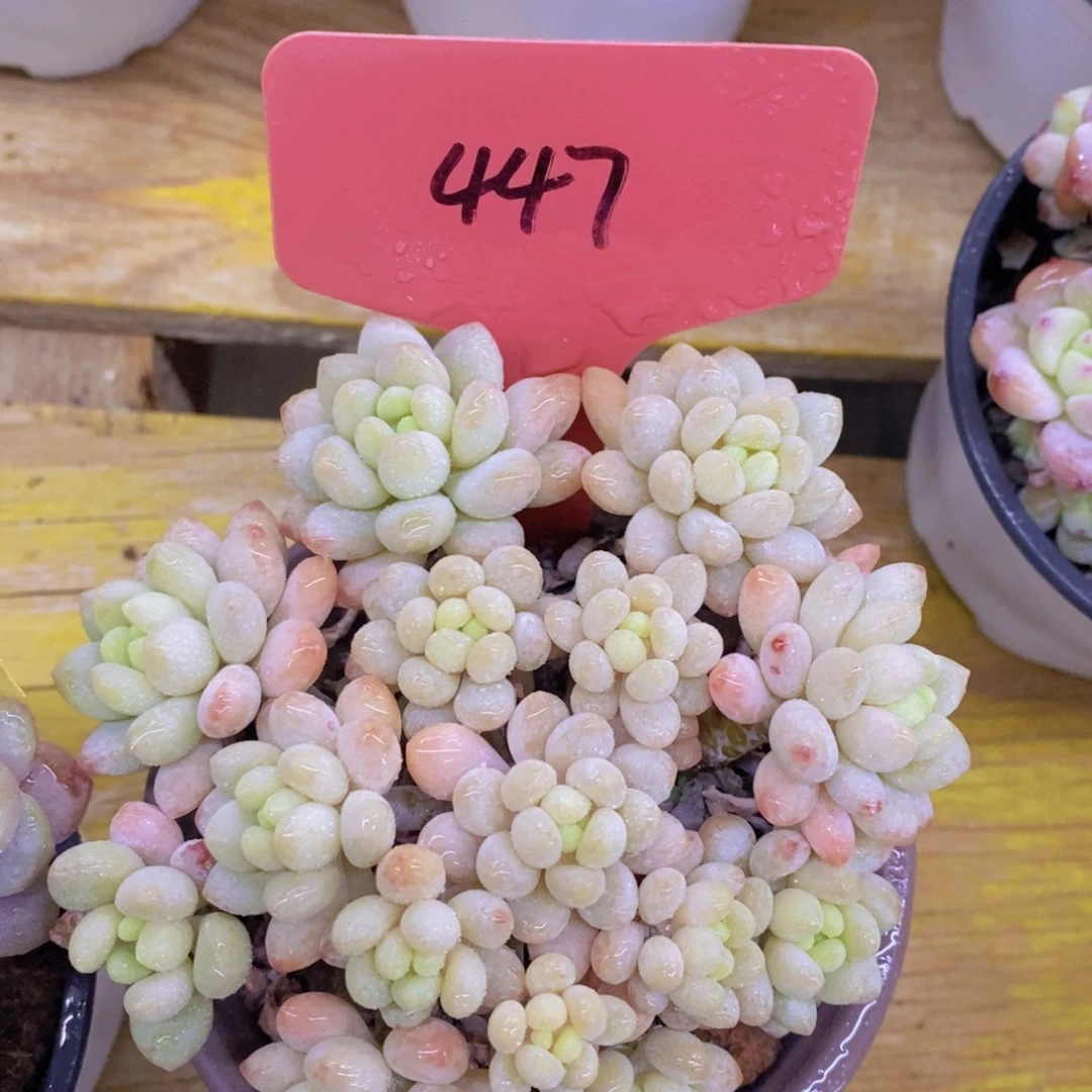 精品多肉，一物一拍，清