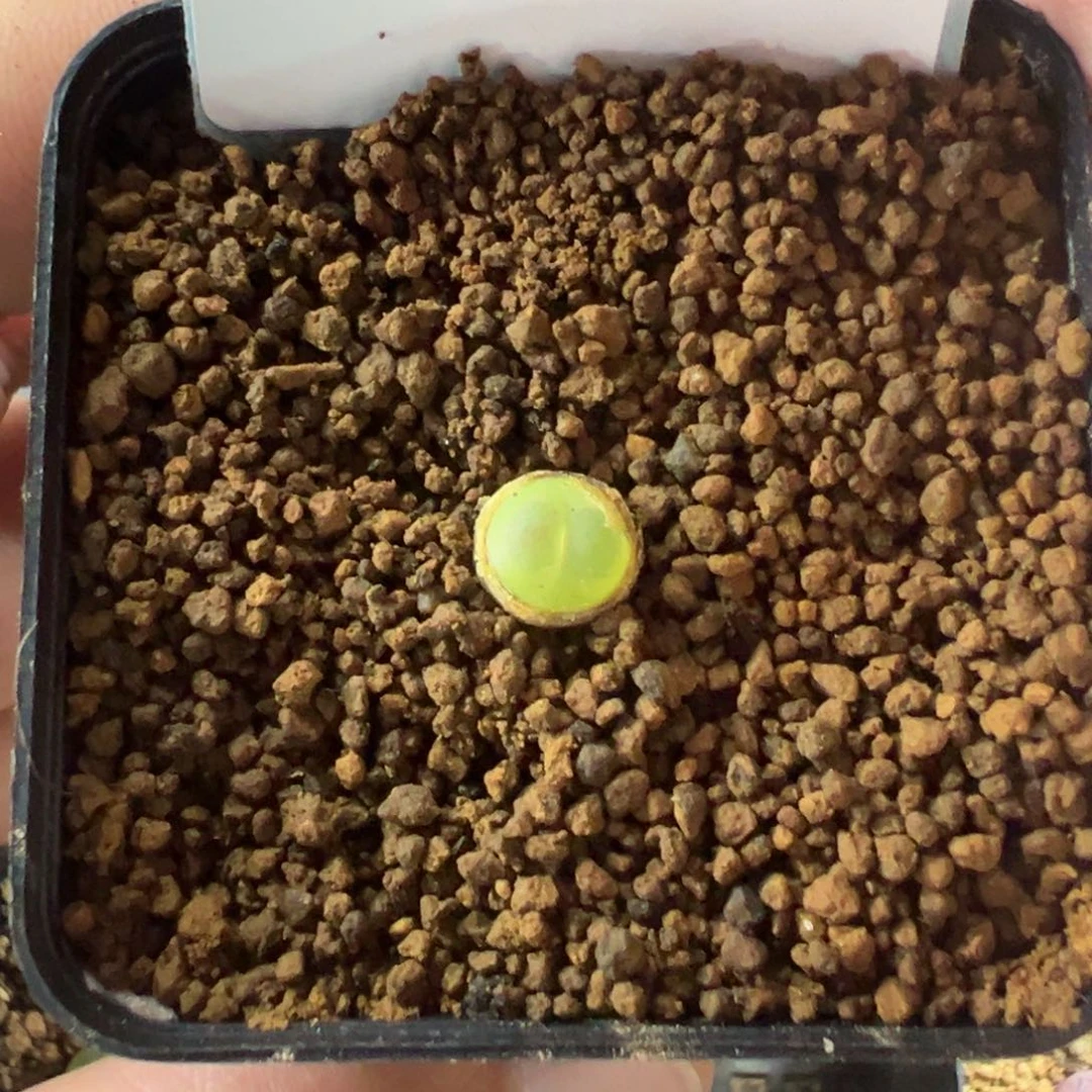 18-04拉登多肉植物