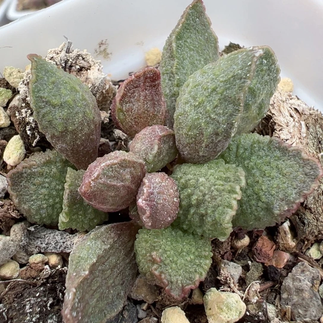 实生新品多肉植物水泡