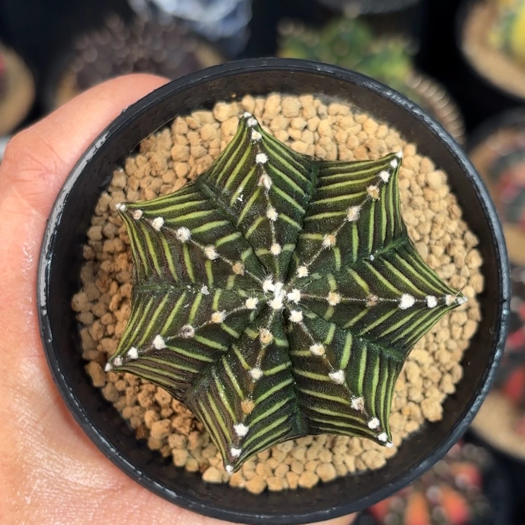 泰系米哈实生仙人球55