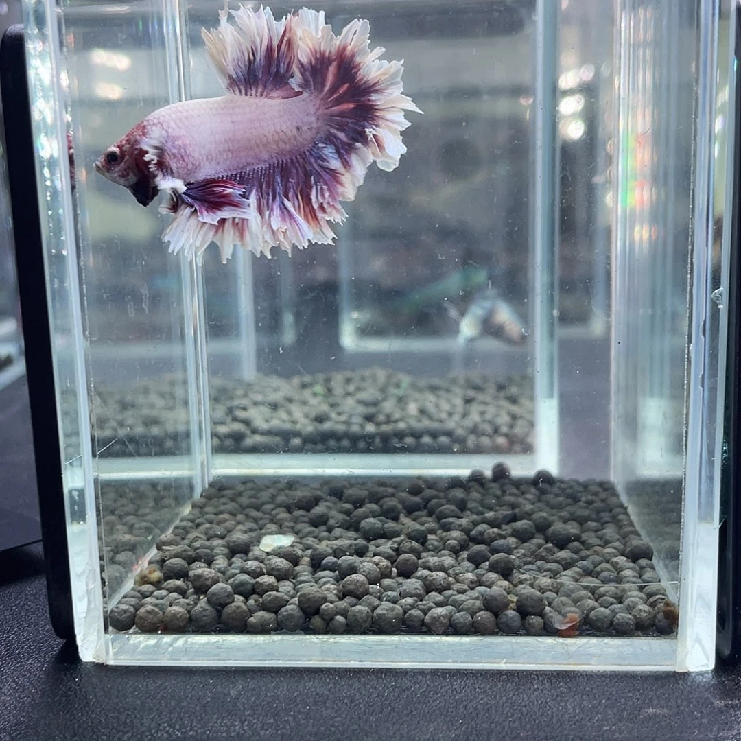 斗鱼32号916早紫蝶hmpk