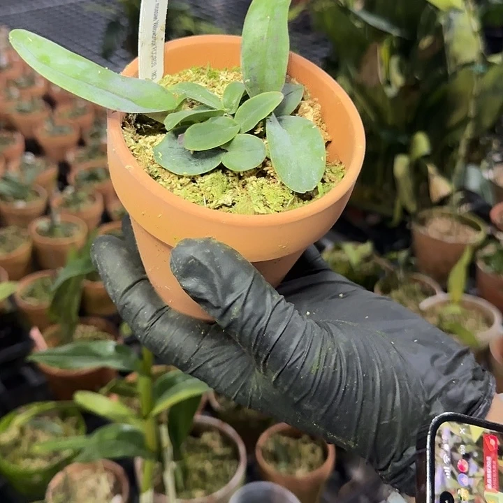 当前无花栽培后可以开花深红莫西 陶盆 瑕疵
