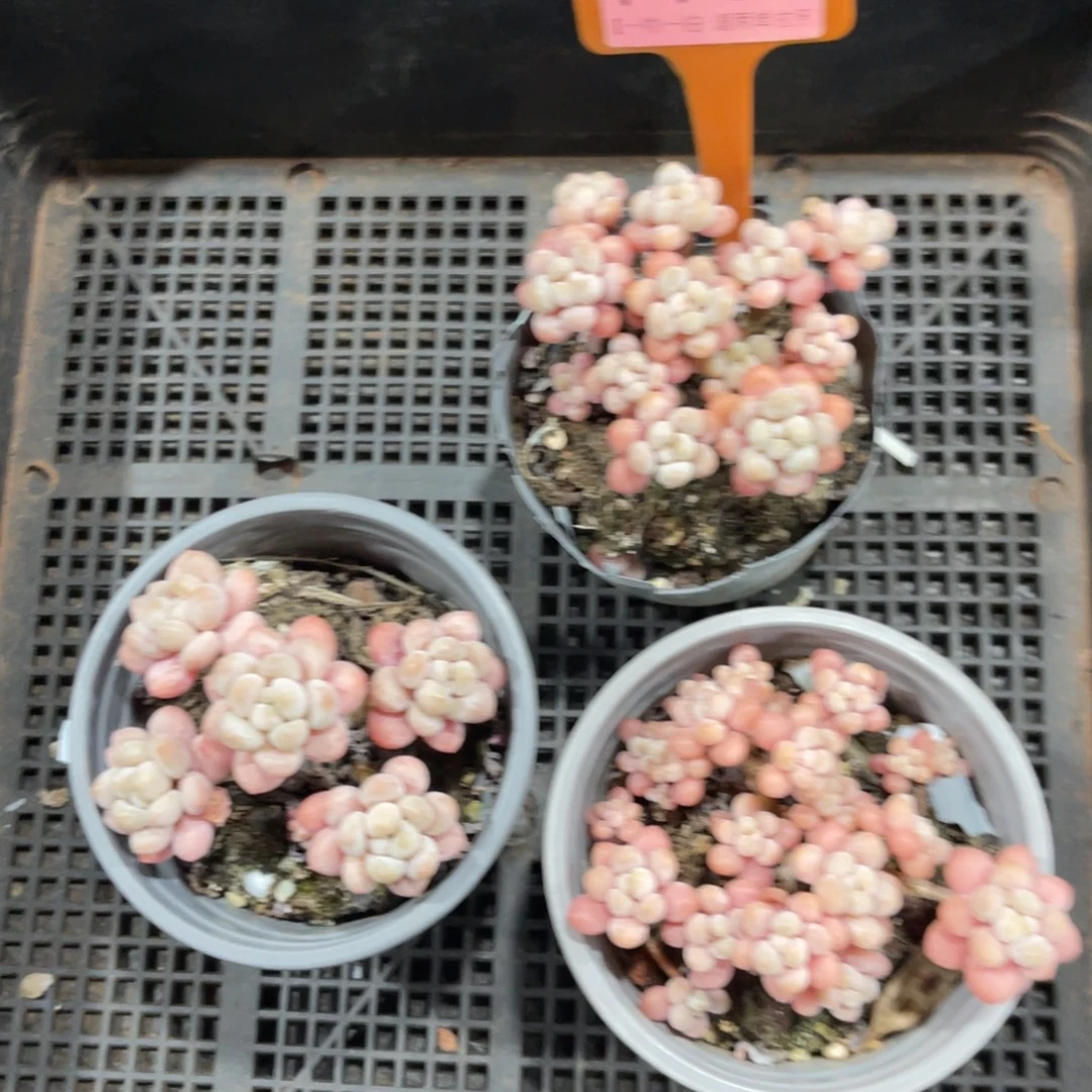 云尘多肉一物一拍不包整1180，