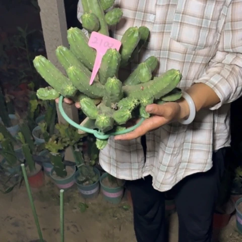 ****️桃太郎无售后2100号