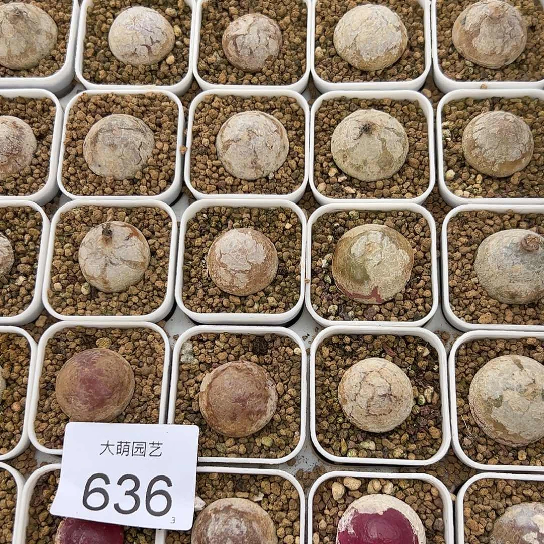 0000636量拍大灯泡1颗尺寸不低于2.0脱土发