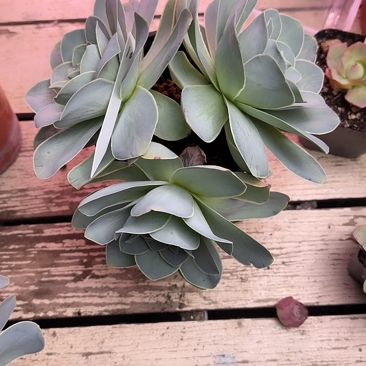 龙***龙山地玫瑰一物一拍，脱土发，不包断侧芽