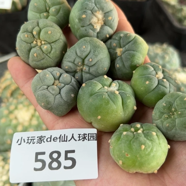 585练手侧芽直接发货