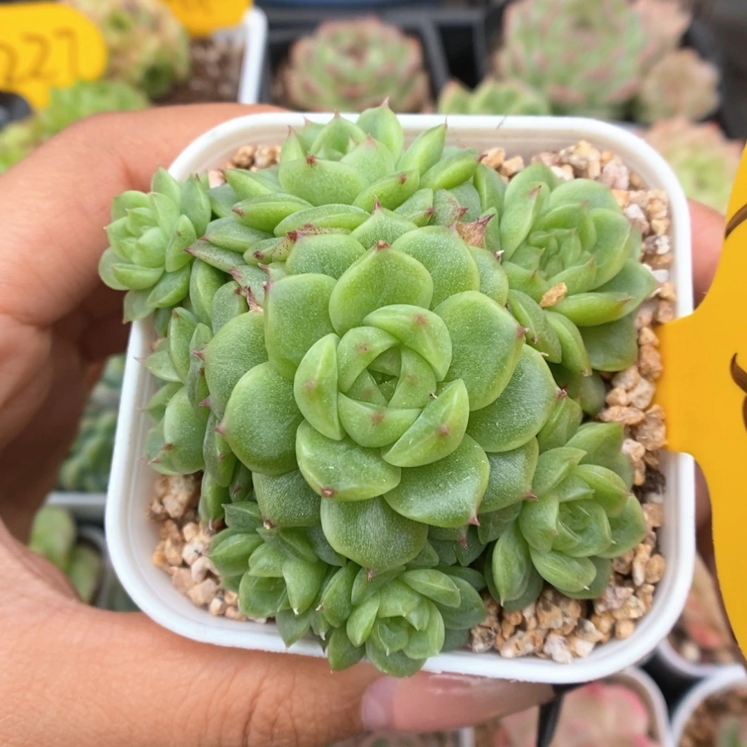 小猪珍妮麦秆捧花476号