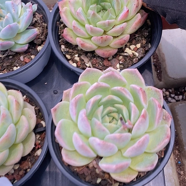 55 多肉植物盆栽植物