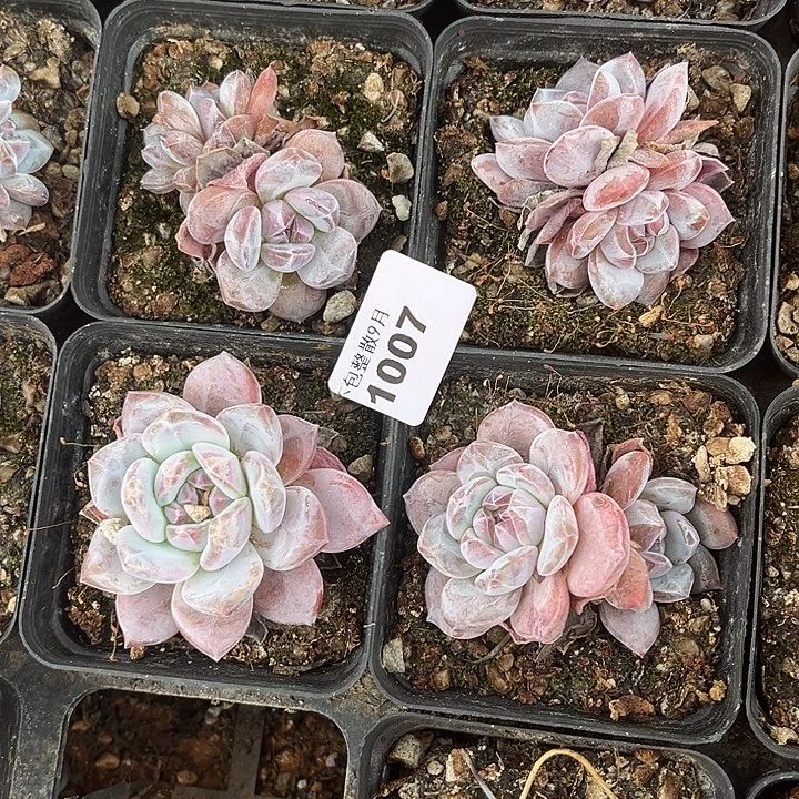 阿雅园艺。       1007星影四颗