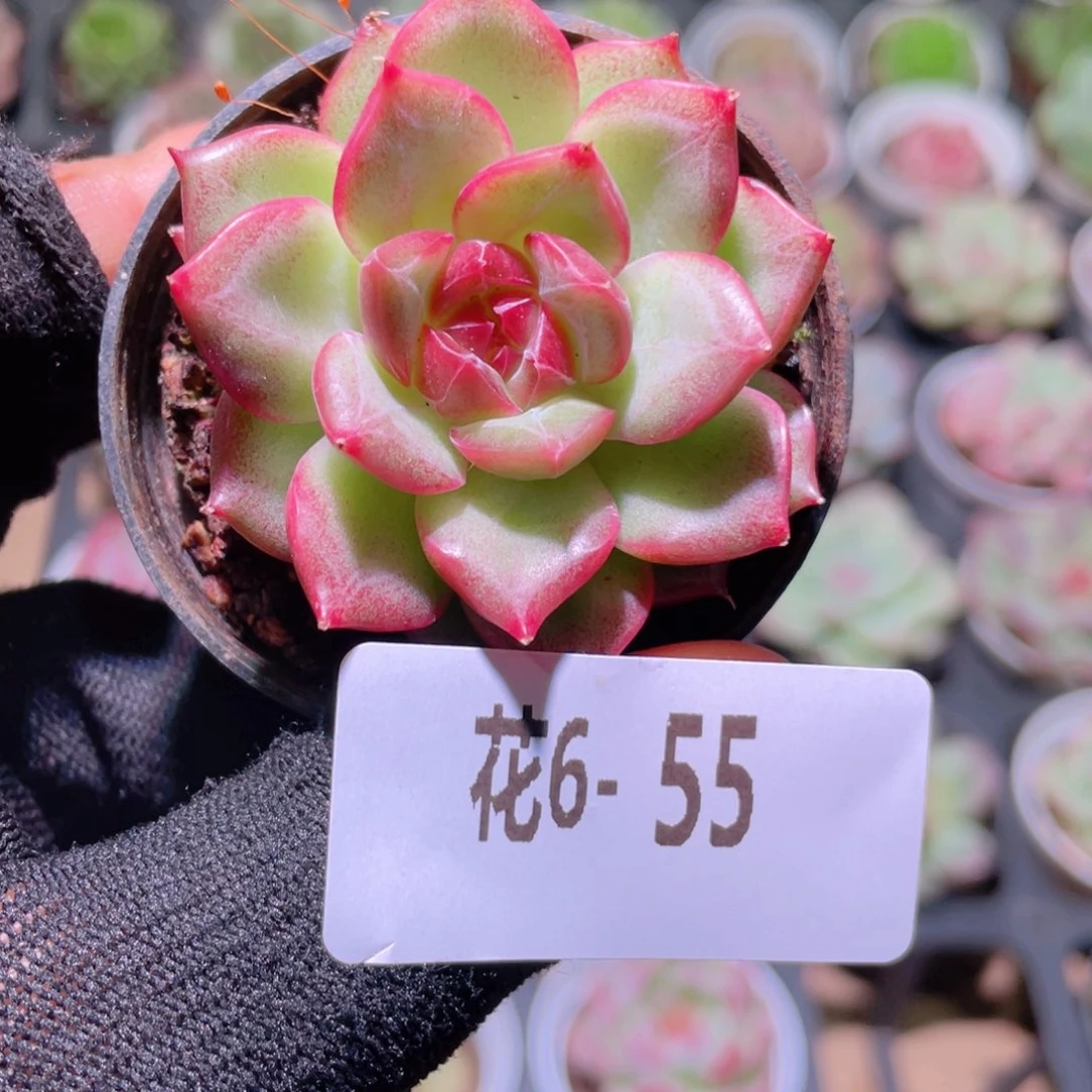 花利美 6- 55女王