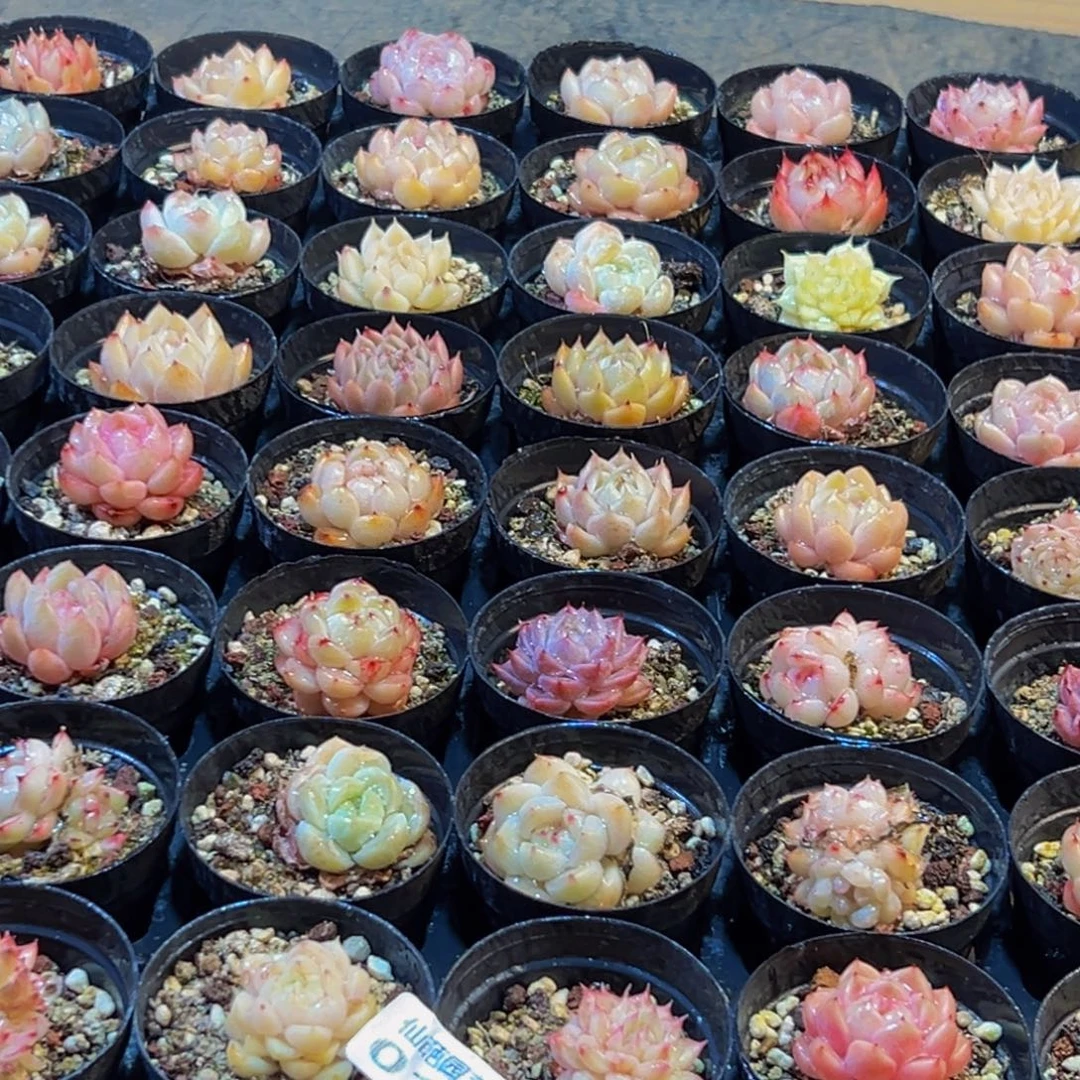 015多肉葡萄的味道是真的很