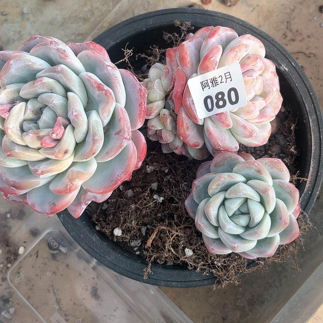 阿雅园艺。    080