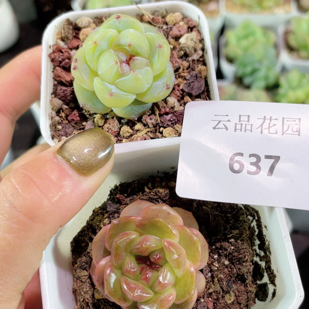 兰**深637号糖心冰心珍妮2