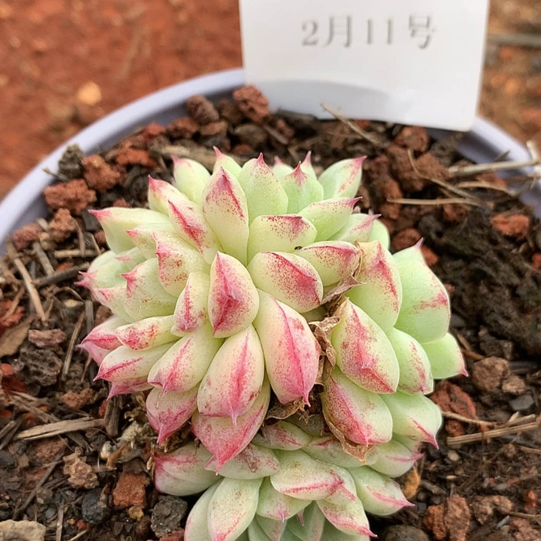 【闪购商品】云77号烟花