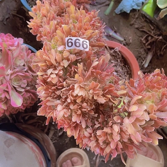缘***景多肉植物一个法师开列