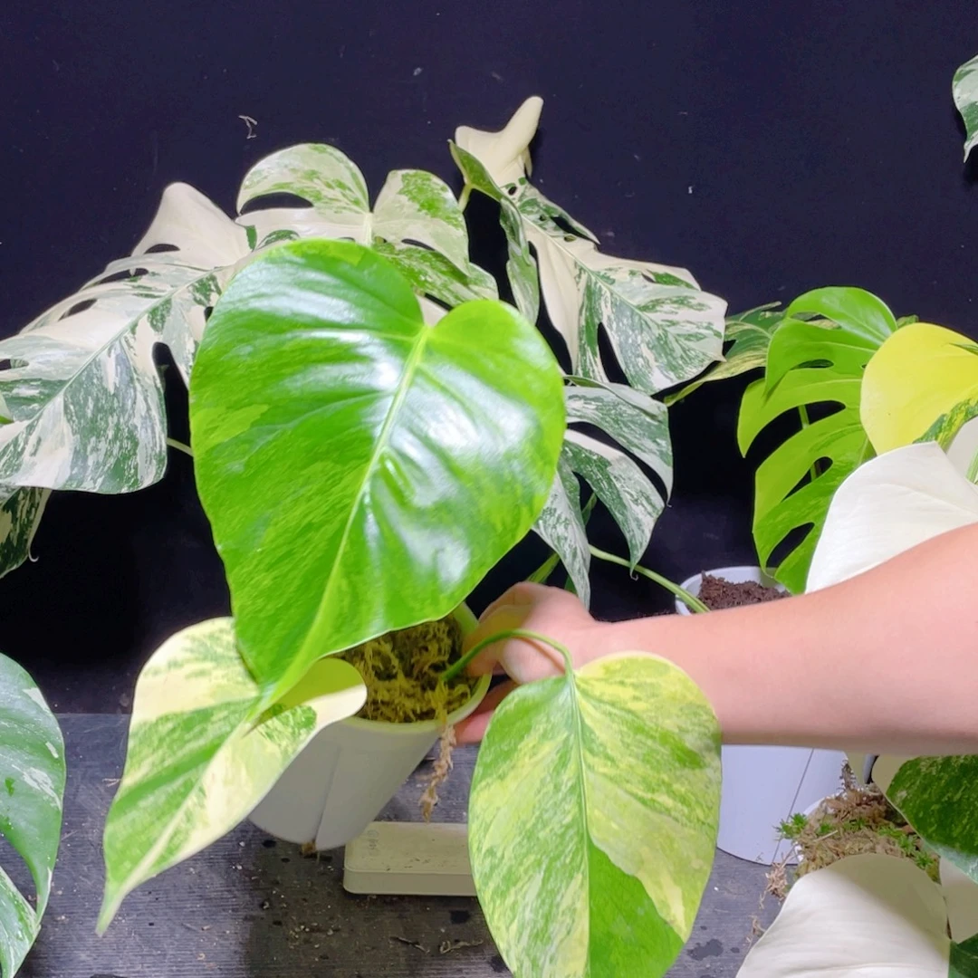 完全开放016黄龟不包蕉叶和叶损