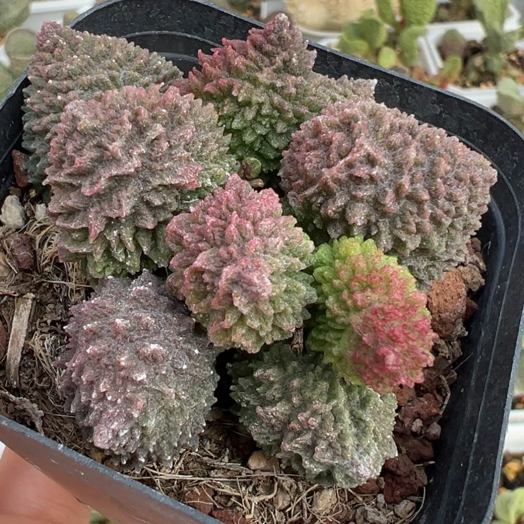 朱紫玉多头纯木质桩多肉植物